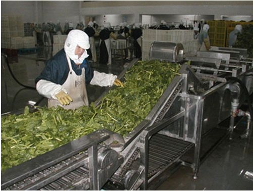 网带输送机应用案例